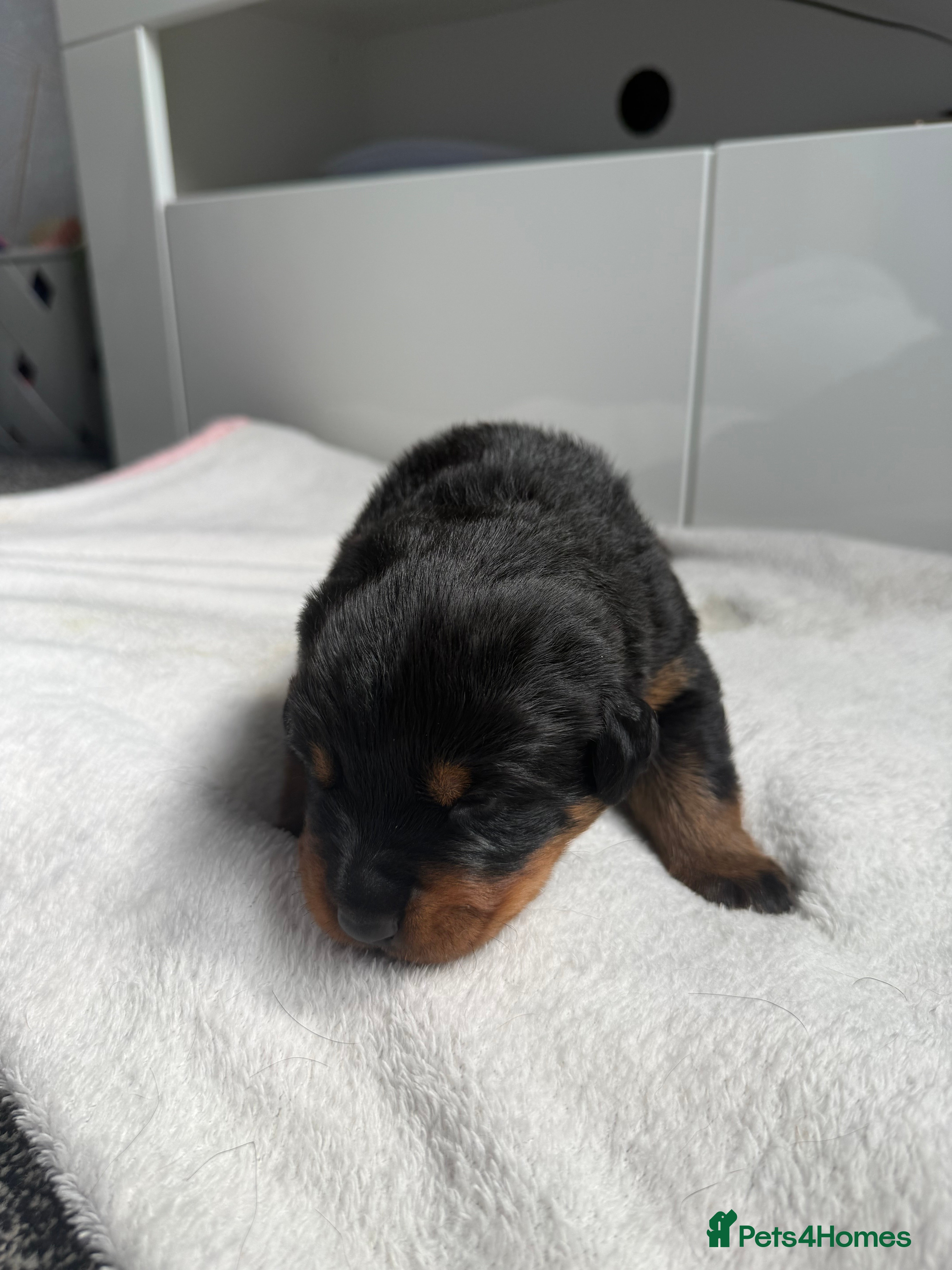 Rottweiler dogs for sale: 4 Beautiful Male Rottweiler Puppies  - Advert 3