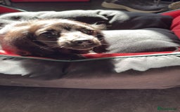 Miniature Dachshund dogs for sale: KC reg Beautiful miniature long haired dachshund  - Image 5