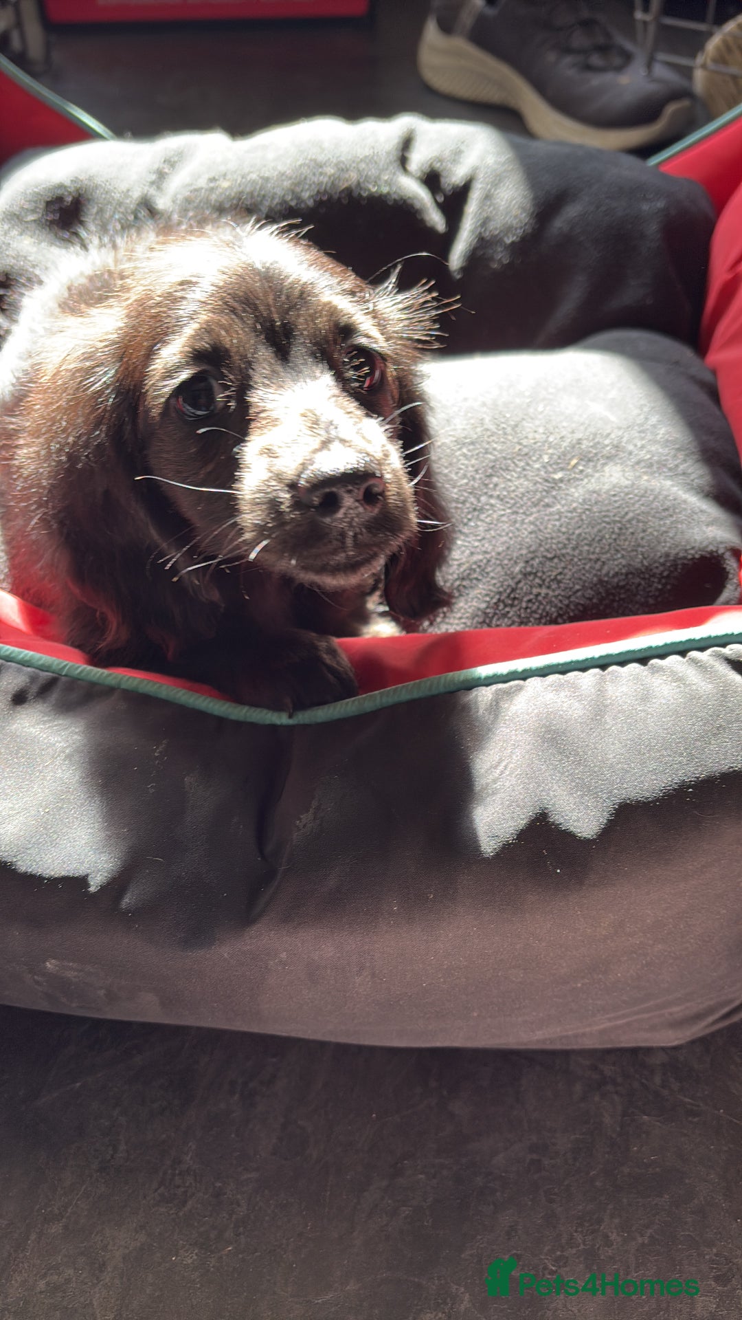 Miniature Dachshund dogs for sale: KC reg Beautiful miniature long haired dachshund  - Image 5