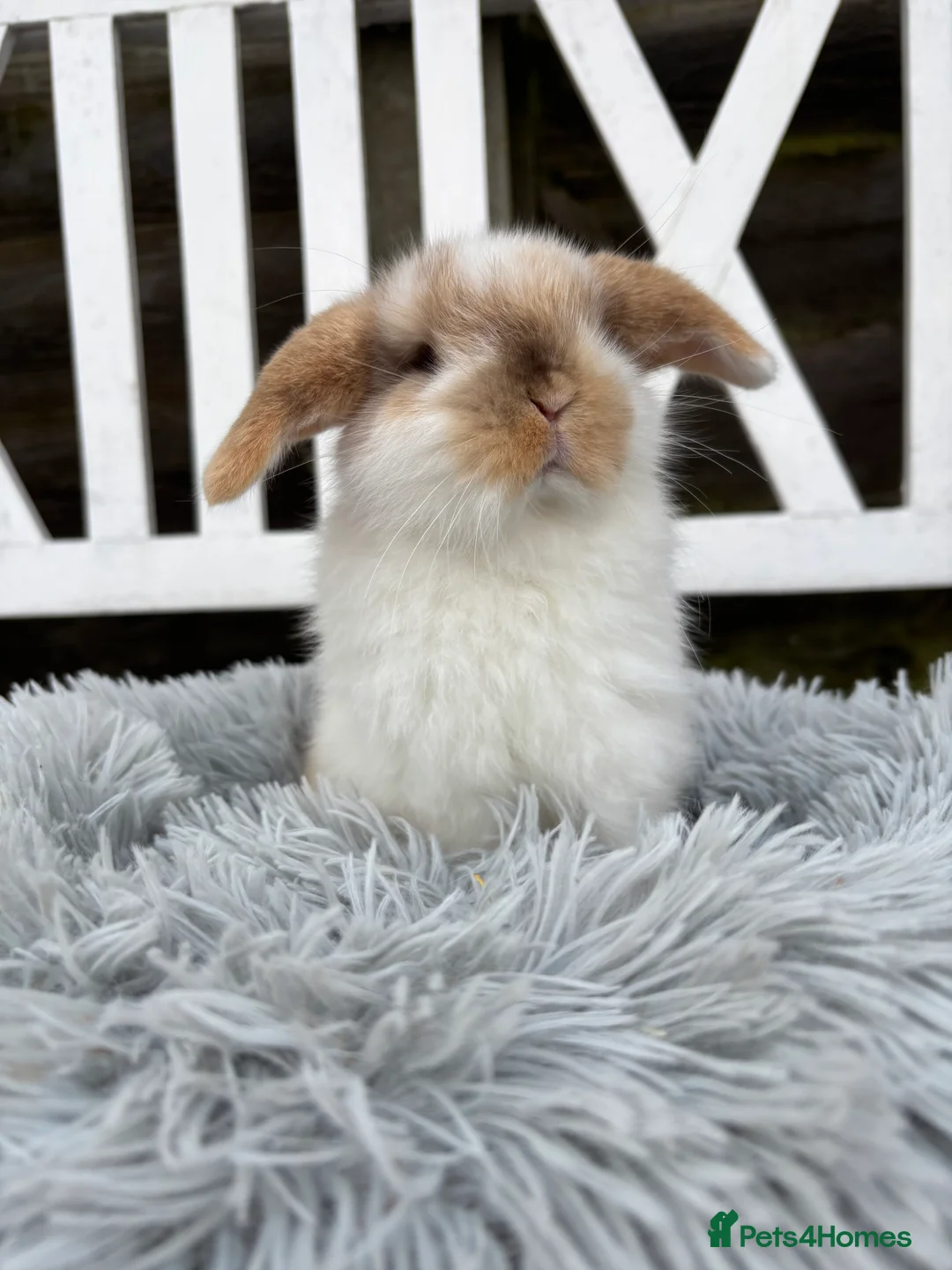 Mini Lop rabbits for sale: Gorgeous mini lop boy  - Advert 2