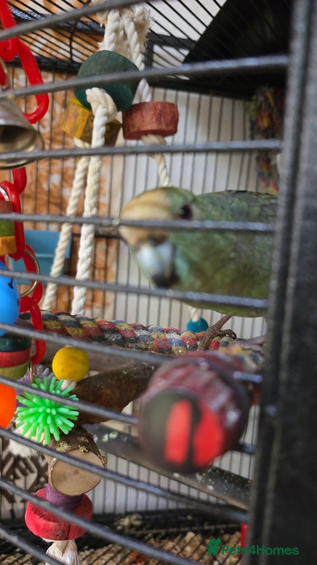 Parakeets birds Male and Female Blue Kakarikis - Advert 1