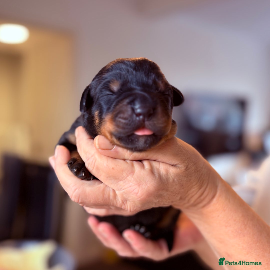 Rottweiler dogs for sale: 4 Gorgeous Rottweiler Puppies - Advert 5