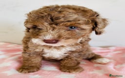 Cockapoo dogs for sale: Unique & stunning full DNA tested Cockapoo puppies - Image 25