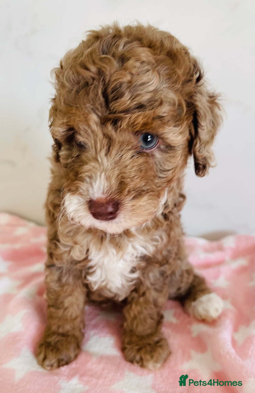 Cockapoo dogs for sale: Unique & stunning full DNA tested Cockapoo puppies - Image 25