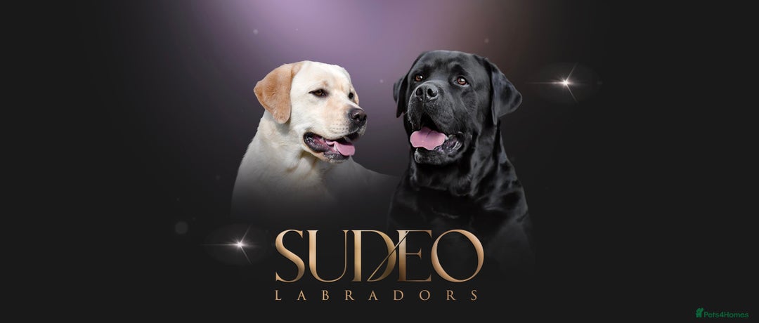 Labrador Retriever dogs for sale: KC CHAMPION LINE LABRADOR RETRIEVER PUPPIES - Image 2