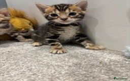 Bengal cats for sale: Amazing brown rosetted Bengal girl kittens - Image 5