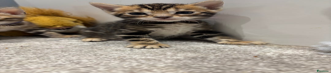 Bengal Kitten 3