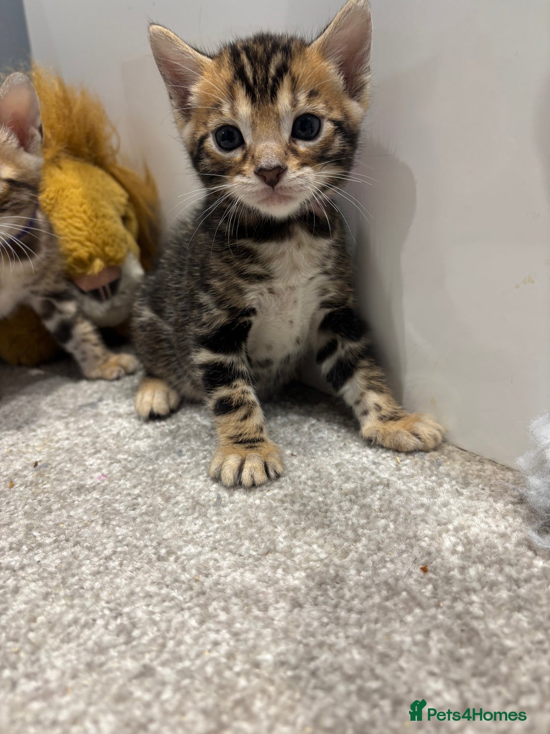 Bengal cats for sale: Amazing brown rosetted Bengal girl kittens - Image 5