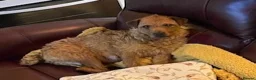 Mixed Breed dogs for sale: Seeking loving Active Parents for Tess - Advert 1