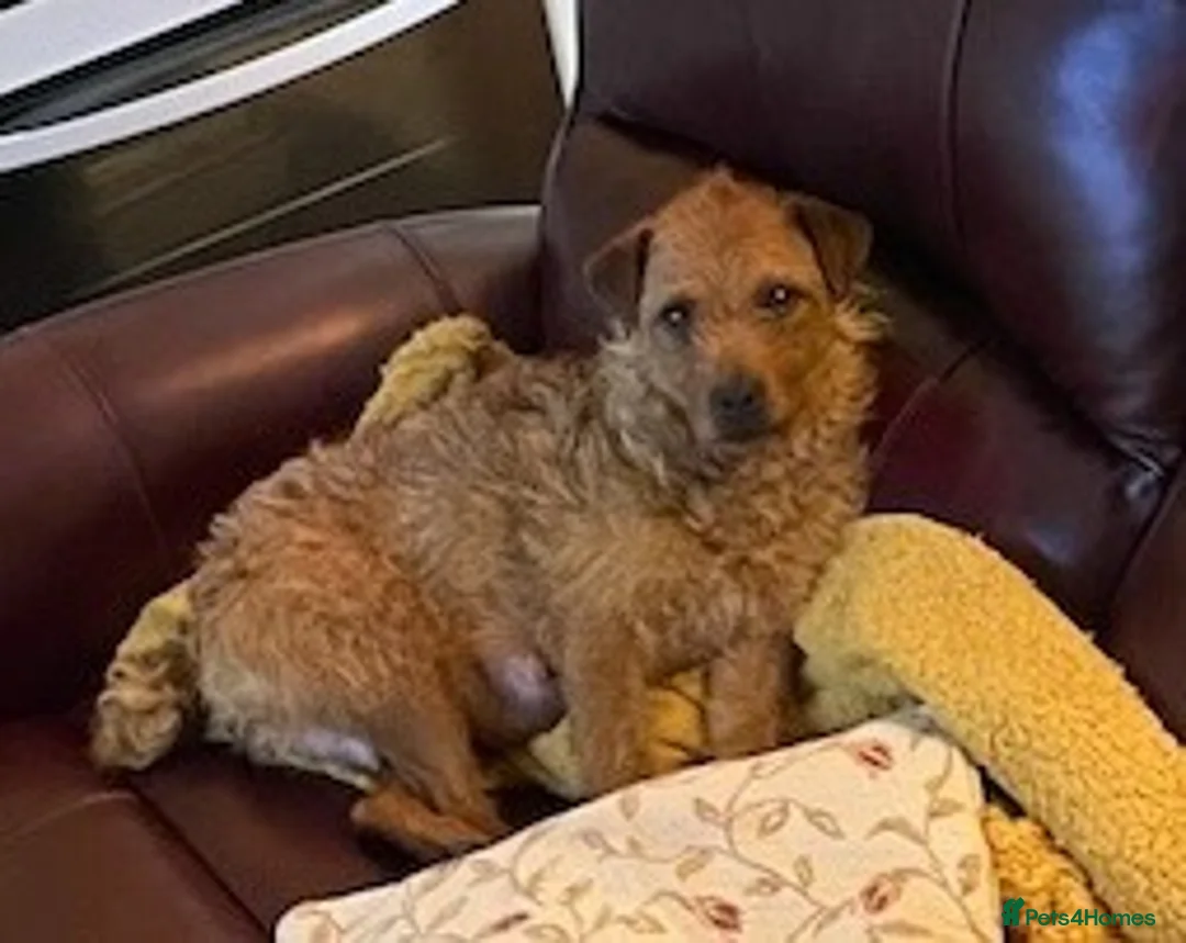 Mixed Breed dogs for sale: Seeking loving Active Parents for Tess - Advert 1