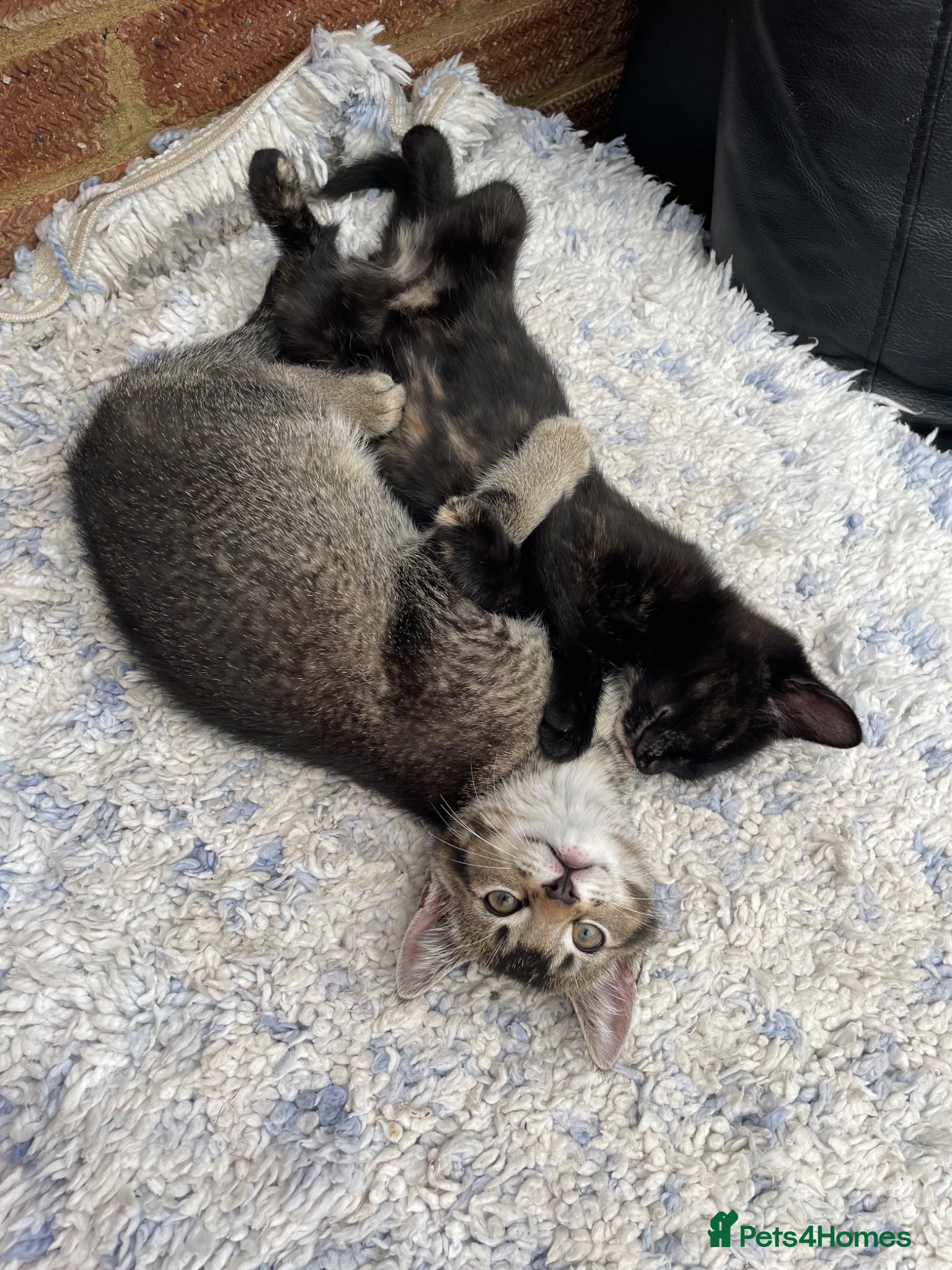 Mixed Breed cats 2little kittens for sale  - Advert 19
