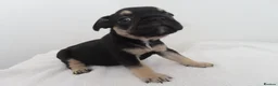 French Bulldog dogs for sale: 🐾 Beautiful French Bulldog Puppies 🐾 in London - Advert 7