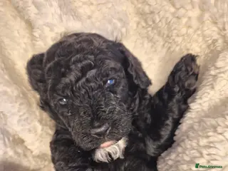 Cavapoo dogs Cavapoo puppys - Advert 1