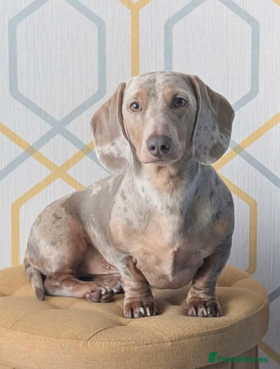 Miniature Dachshund dogs for stud: Harlo now available for STUD - Advert 1