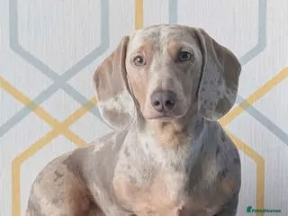 Miniature Dachshund dogs Harlo now available for STUD - Advert 1