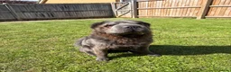 Shar Pei dogs for sale: Rare Blue Bearcoat Shar Pei Male 1 year old - Advert 3