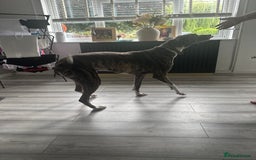Lurcher dogs for sale: Miss  - Image 1