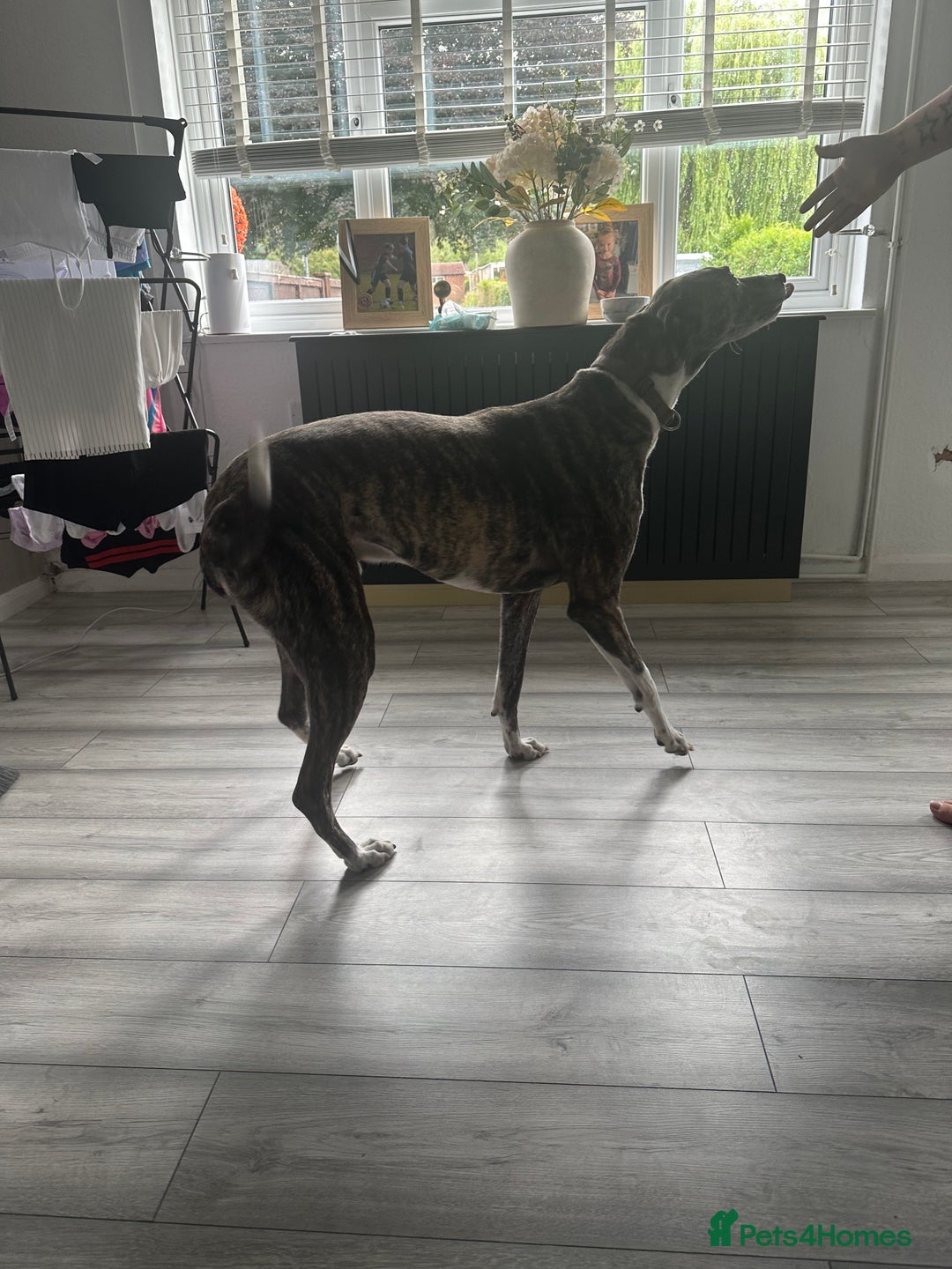 Lurcher dogs for sale: Miss  - Image 1