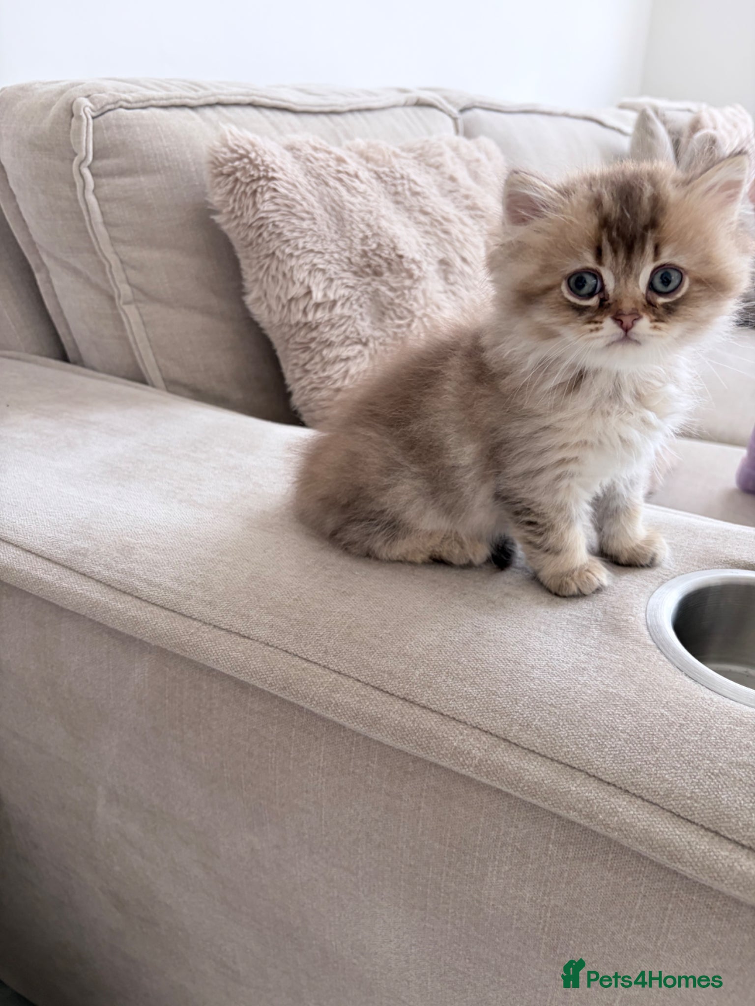British Shorthair cats British blue short - Advert 1