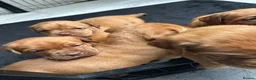 Dogue De Bordeaux dogs for sale: Bordeaux Babies - Advert 3