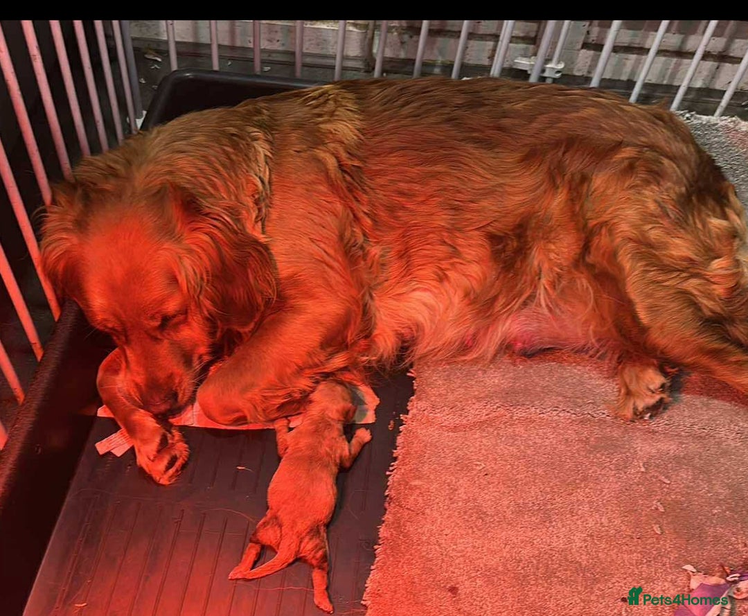 Goldendoodle dogs for sale: ** GOLDENDOODLE GIRL BVA/PRA CLEAR ** - Image 7