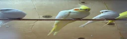 Mixed Breed birds for sale: Cockatiels, kakarikis & budgies  - Advert 10