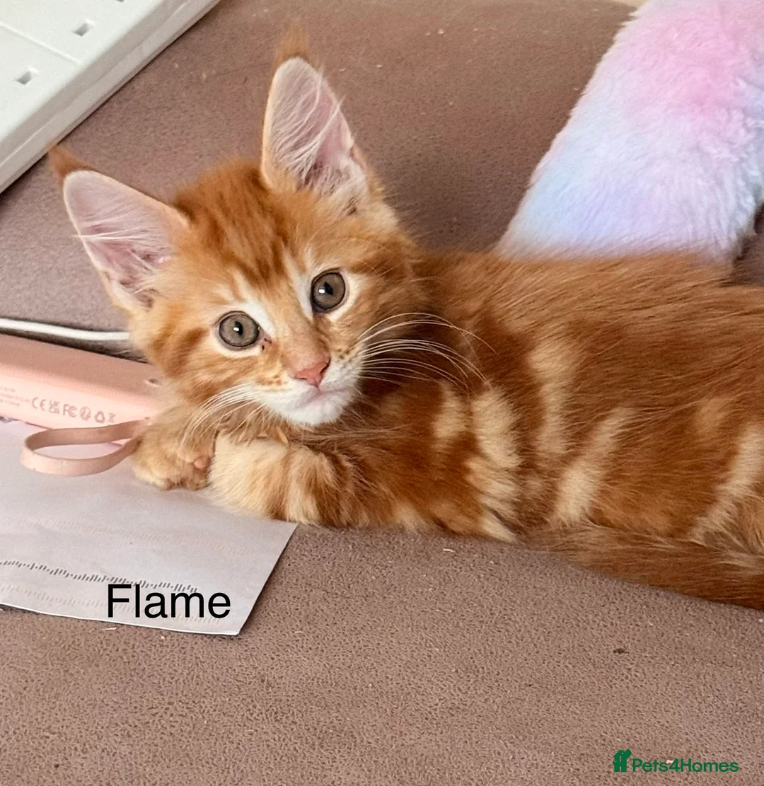 Maine Coon cats for sale: Fully registered Maine Coon kittens  - Advert 10