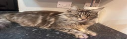 Maine Coon cats for sale: Last little girl - ready now - Advert 2
