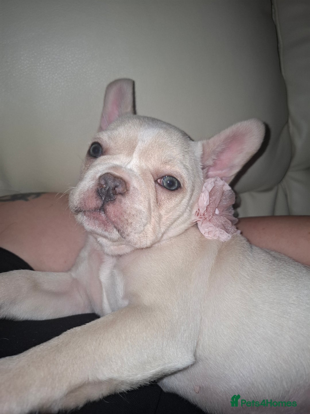 French Bulldog dogs for sale: French bulldog price is negotiable  - Advert 2