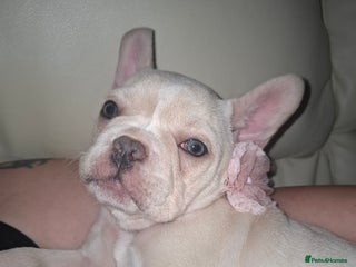 French Bulldog dogs - Advert 34