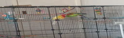 Parrots birds for sale: Pair of Rosellas - Advert 2