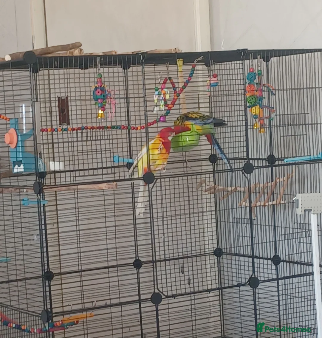 Parrots birds for sale: Pair of Rosellas - Advert 2