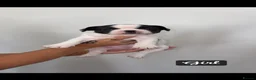 French Bulldog dogs for sale: French Bulldog Puppies - Advert 8