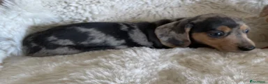 Dachshund 10