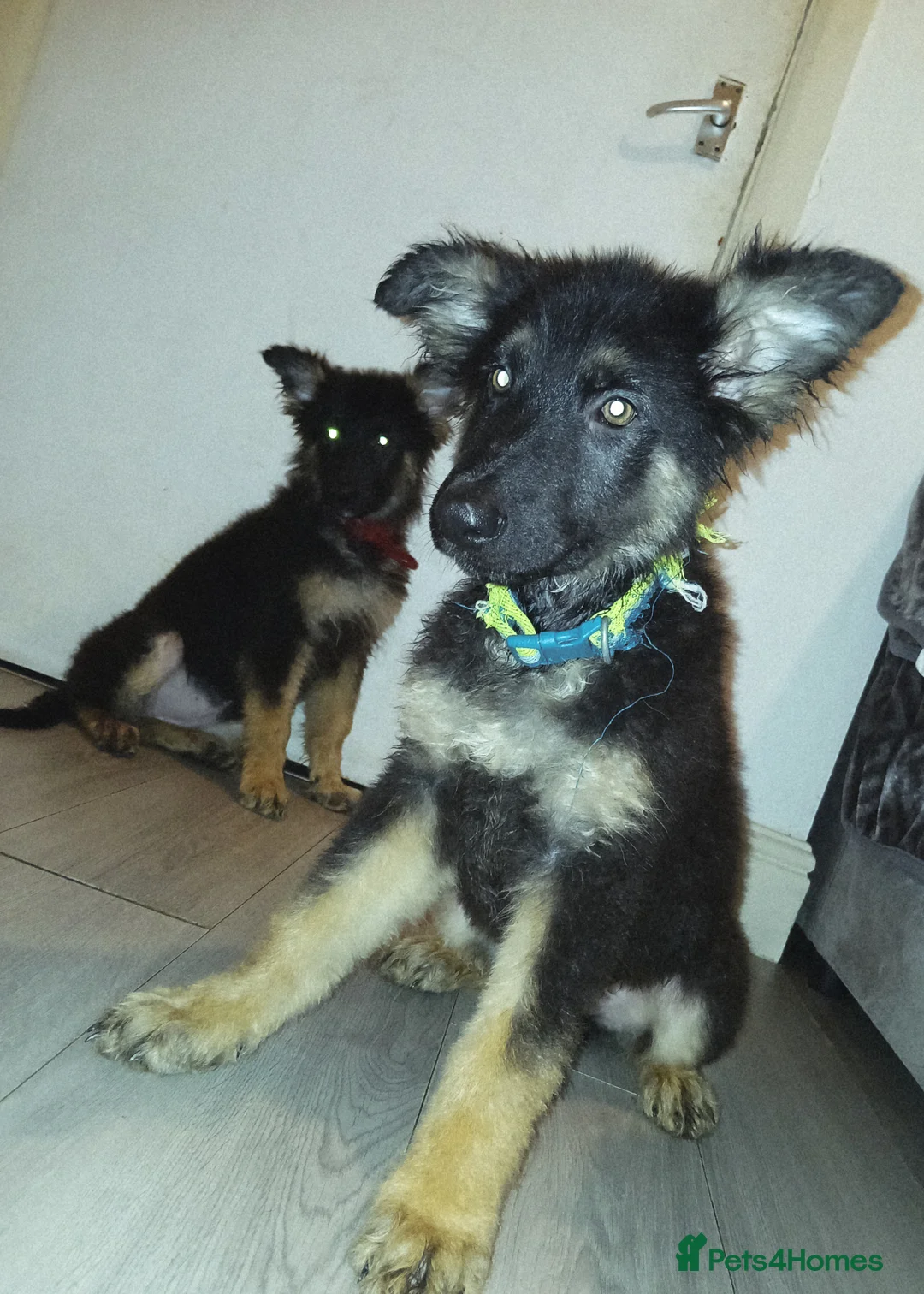 German Shepherd dogs for sale: Beautiful kc german shepherd babies - Advert 2