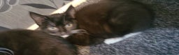 Mixed Breed cats for sale: Kittens ready for new home  - Advert 1