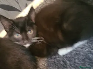 Mixed Breed cats Kittens ready for new home - Advert 17