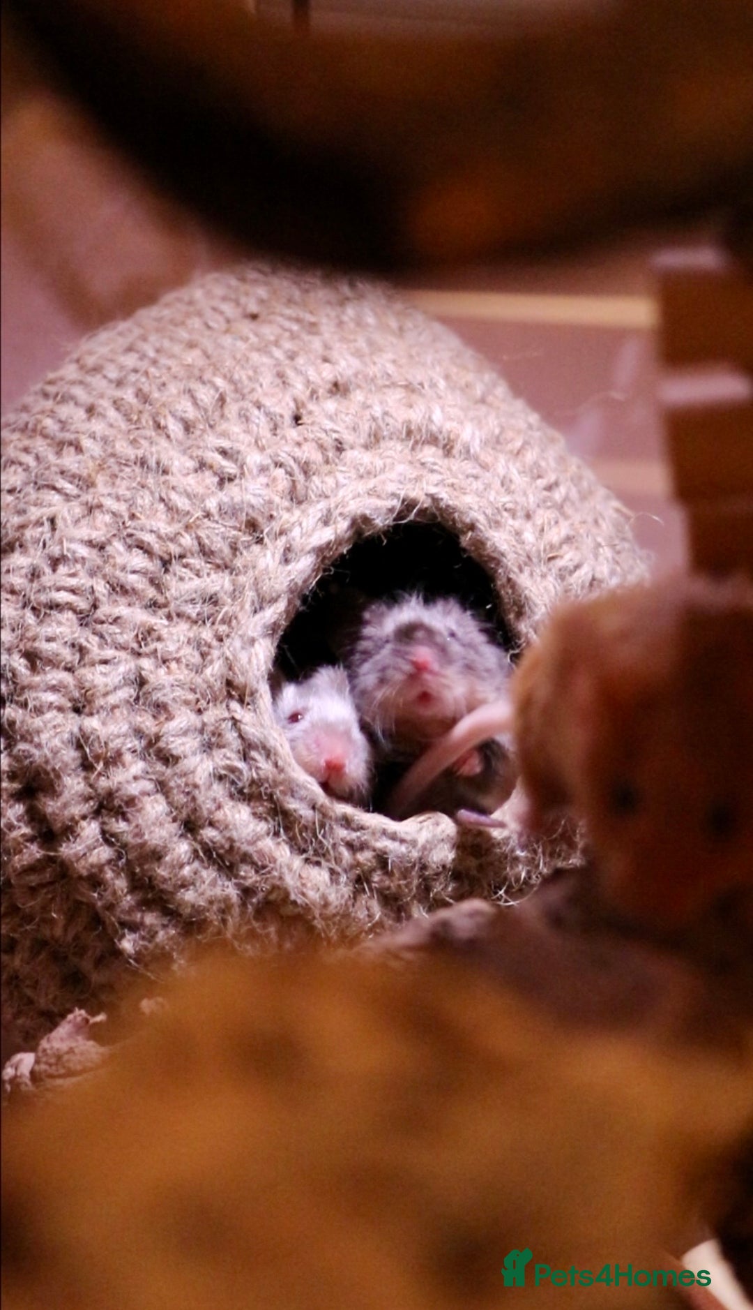 Mouse rodents for sale: 3 female mice with enclosure  - Advert 6