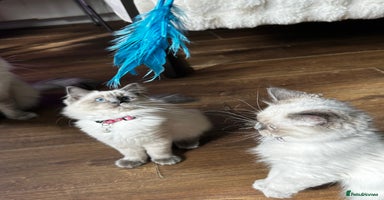 Ragdoll cats - Advert 2