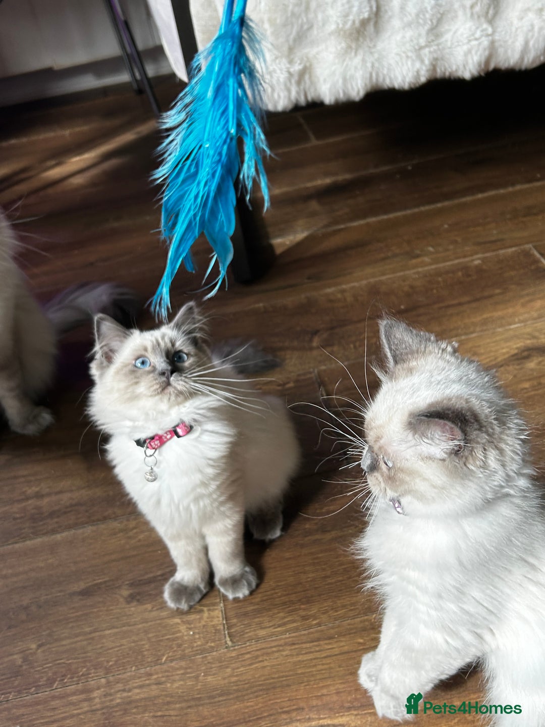 Ragdoll cats for sale: One Stunning Ragdoll Kitten Available Now - Image 3