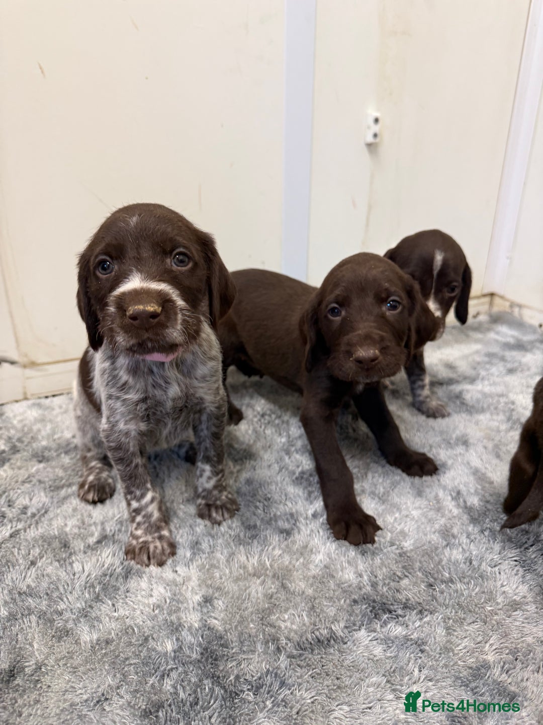 German Wirehaired Pointer dogs for sale: 11 German Wirehaired Pointer Puppys - Advert 20