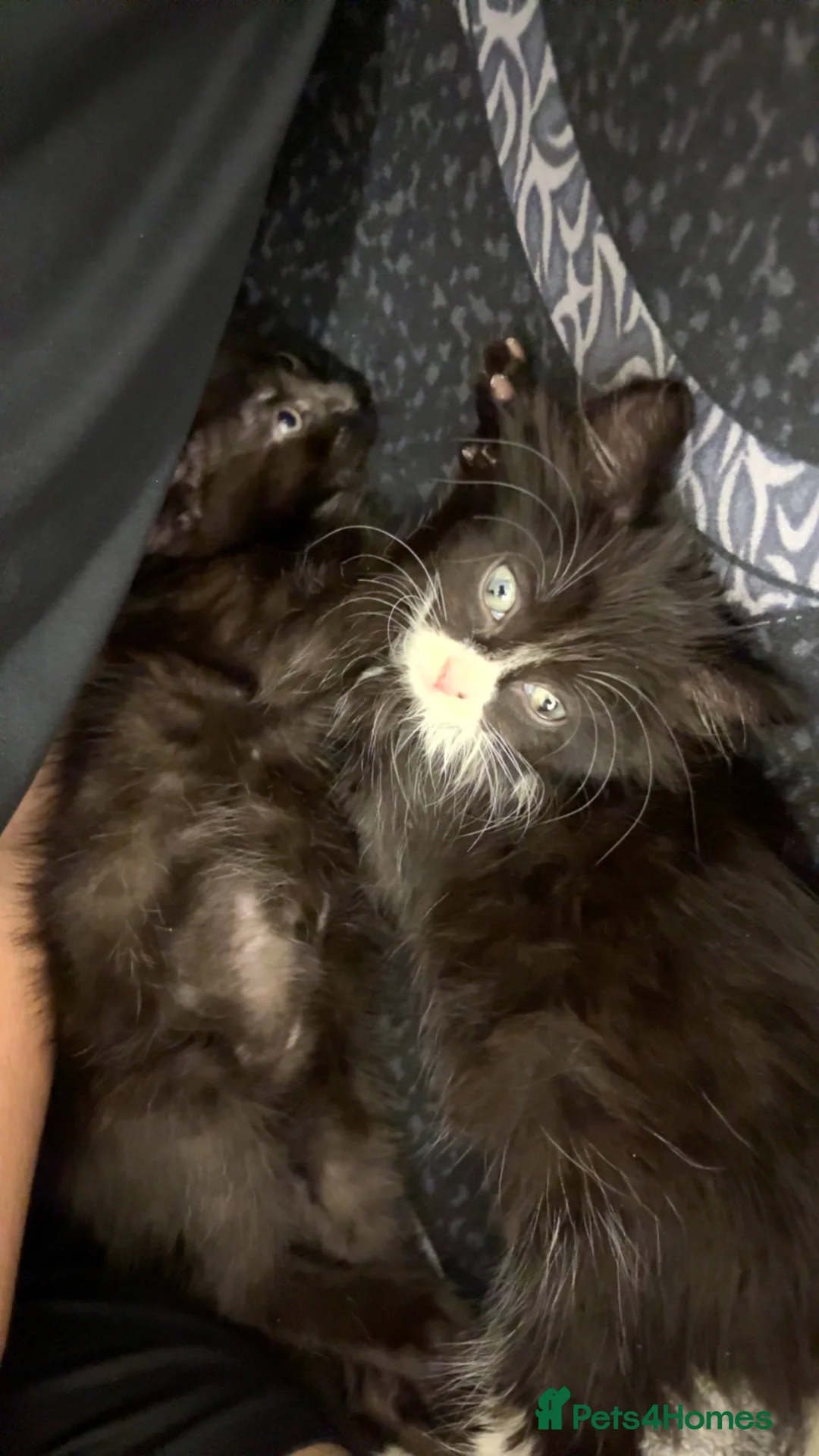 Mixed Breed cats for sale: 2 kittens for sale  - Advert 2
