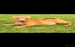 Jack Russell dogs for sale: rare coloured jack russel terriers - Image 1