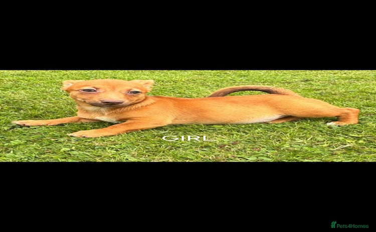 Jack Russell dogs - Advert 9