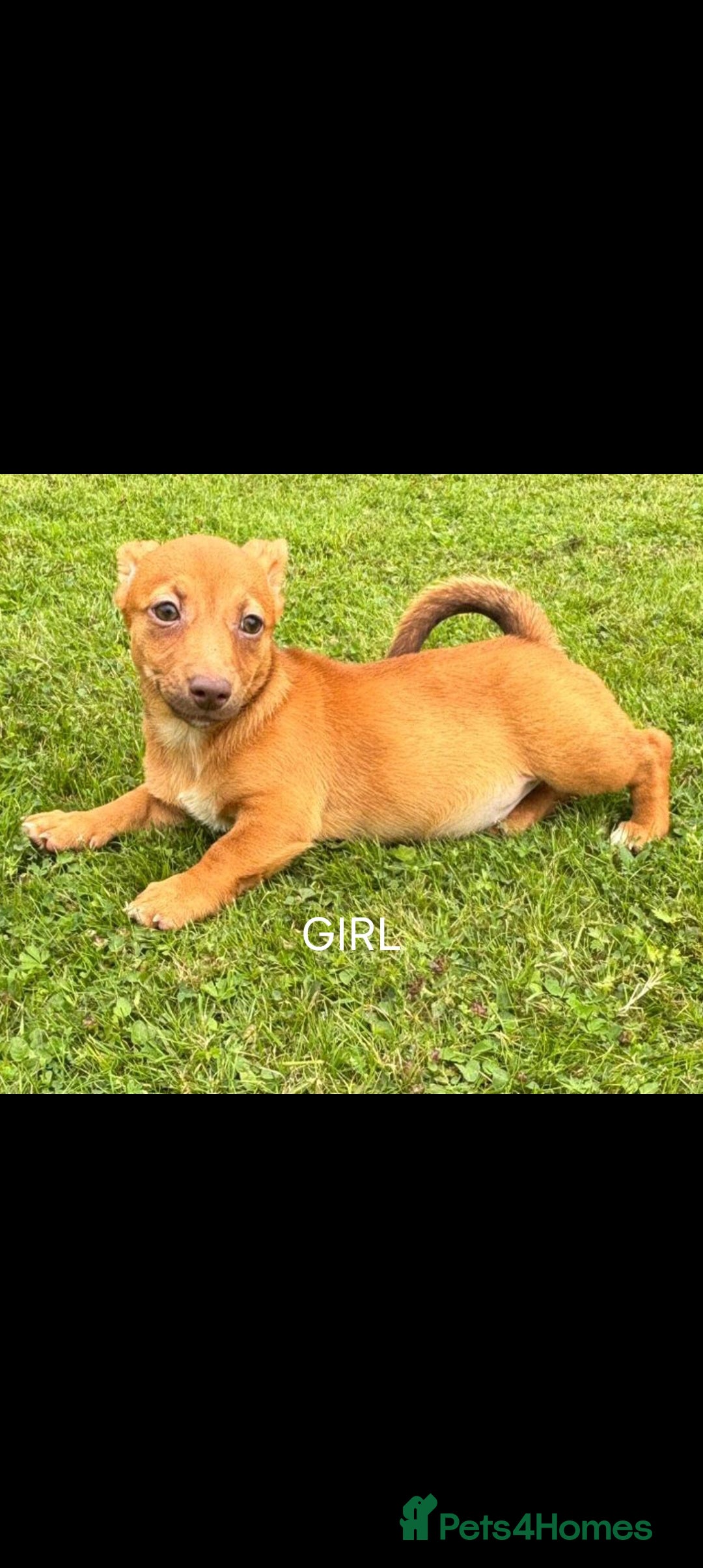 Jack Russell dogs for sale: rare coloured jack russel terriers - Image 1