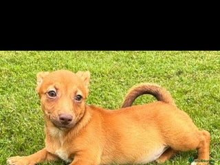 Jack Russell dogs - Advert 5