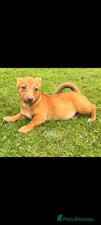 Jack Russell dogs - Advert 9