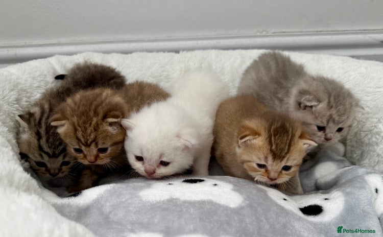 British Shorthair cats - Advert 4