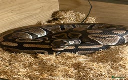 Python Snake reptiles for sale: Ball python and complete setup + food supply  - Advert 1