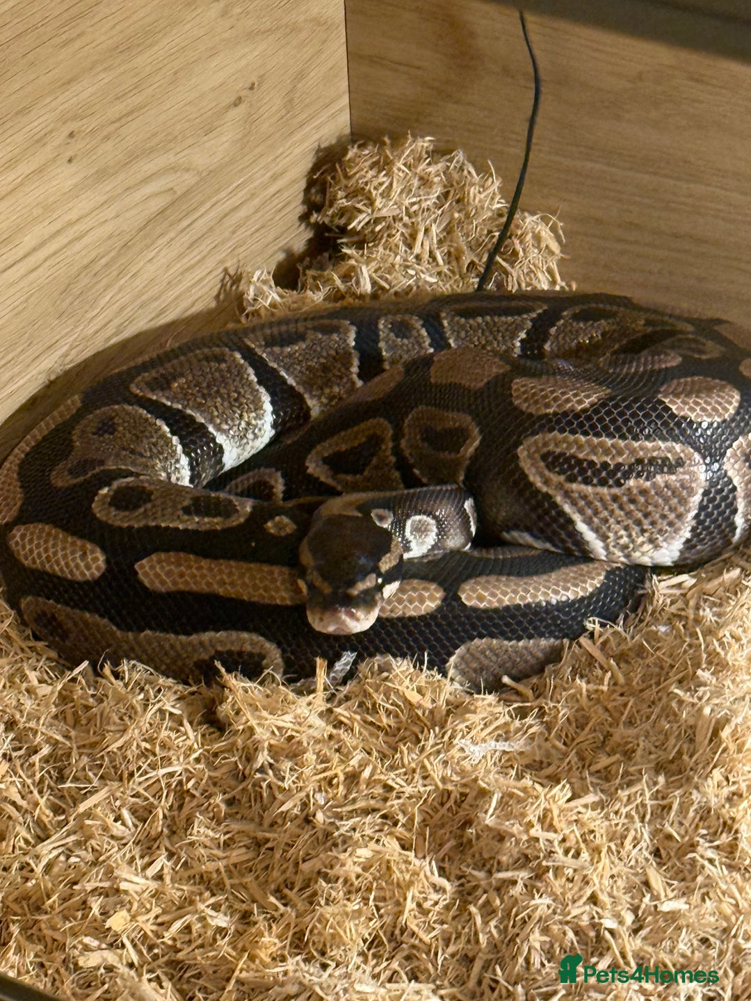 Python Snake reptiles for sale: Ball python and complete setup + food supply  - Advert 1